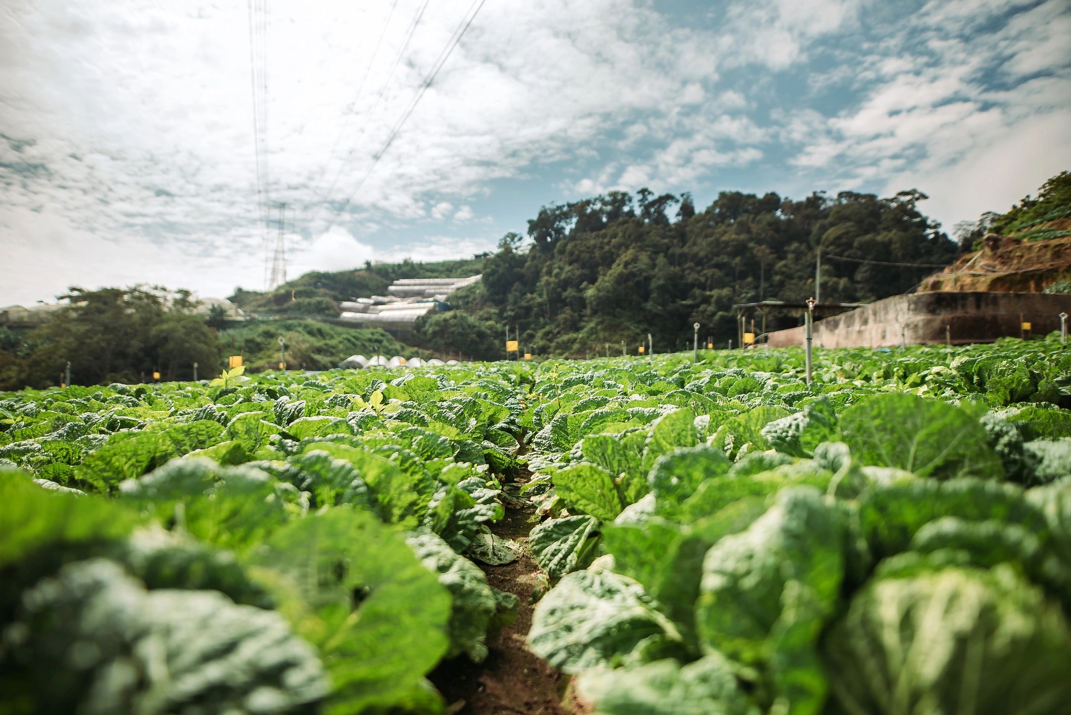 Rolling green cabbage fields under a bright blue sky
