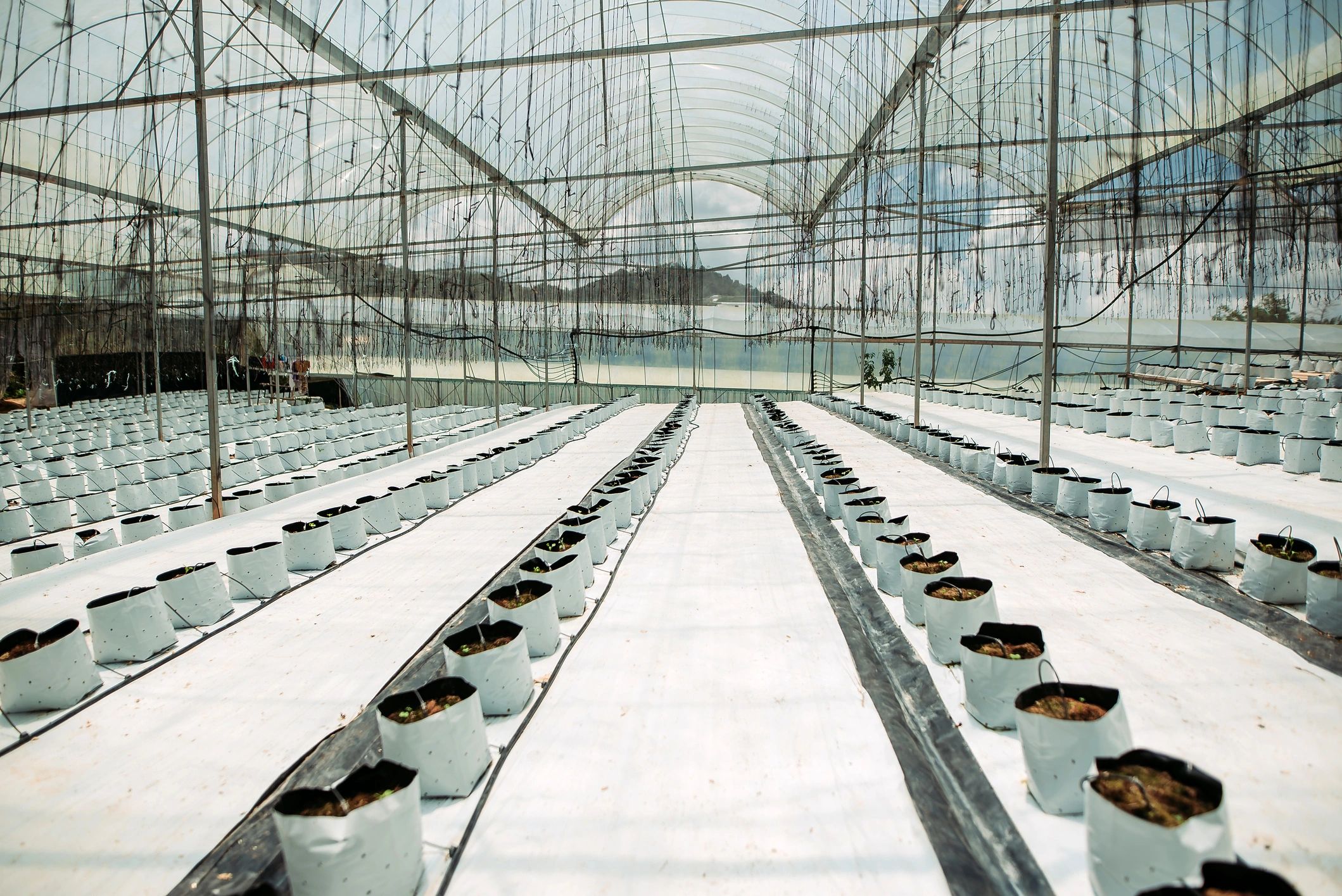 Greenhouse with rows of growing plants