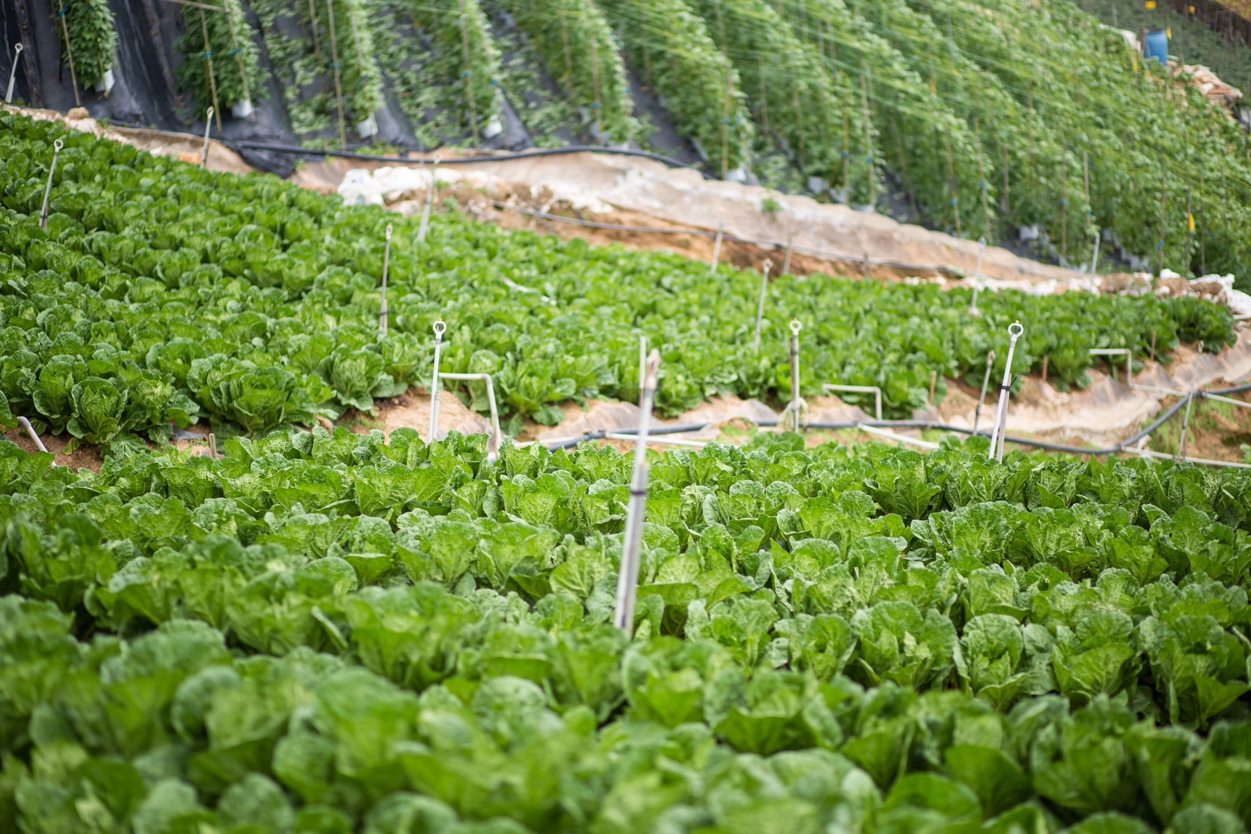 Vegetable rows in a field with irrigation