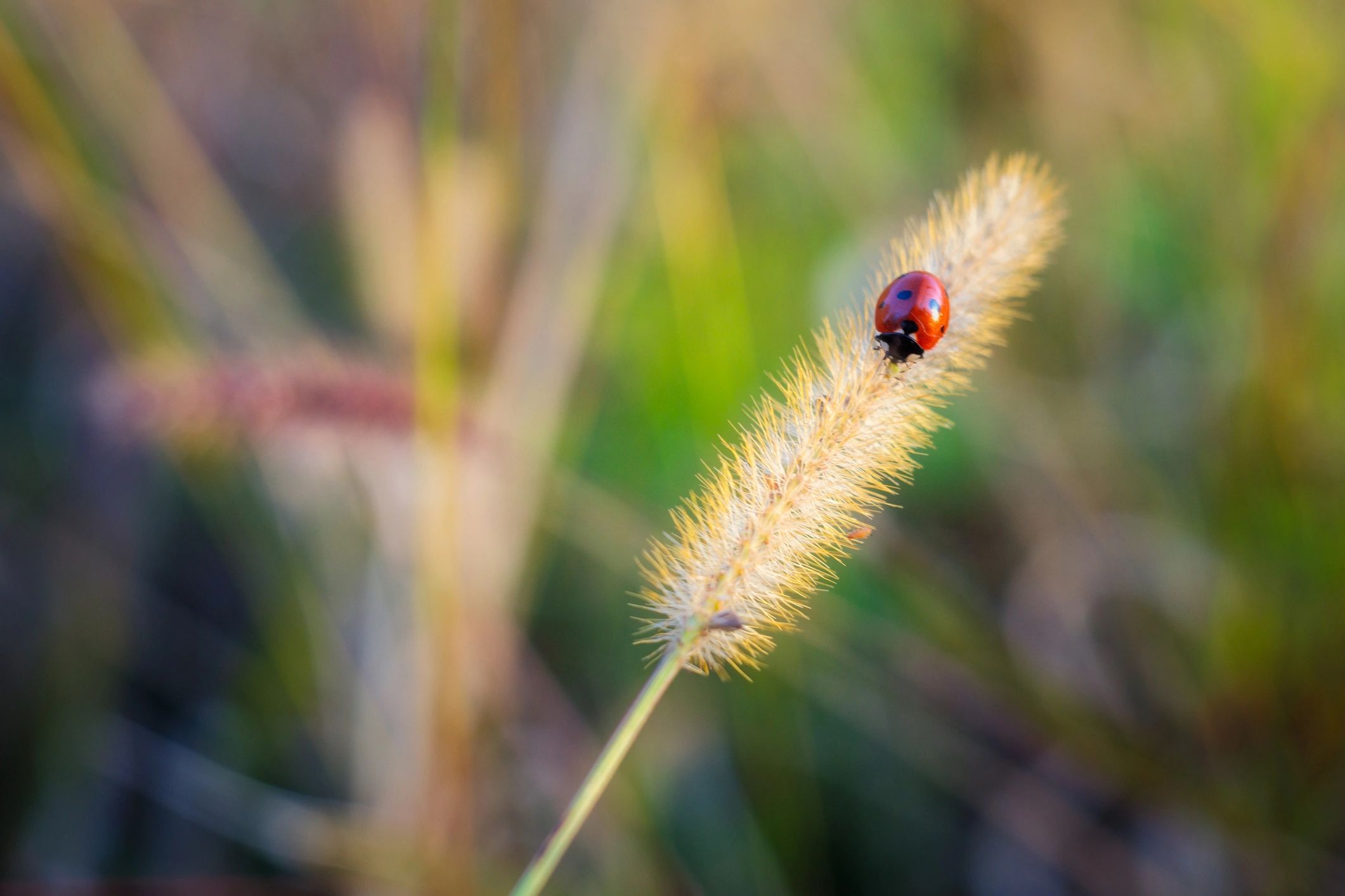 Ladybug on a plant, symbolizing beneficial insects