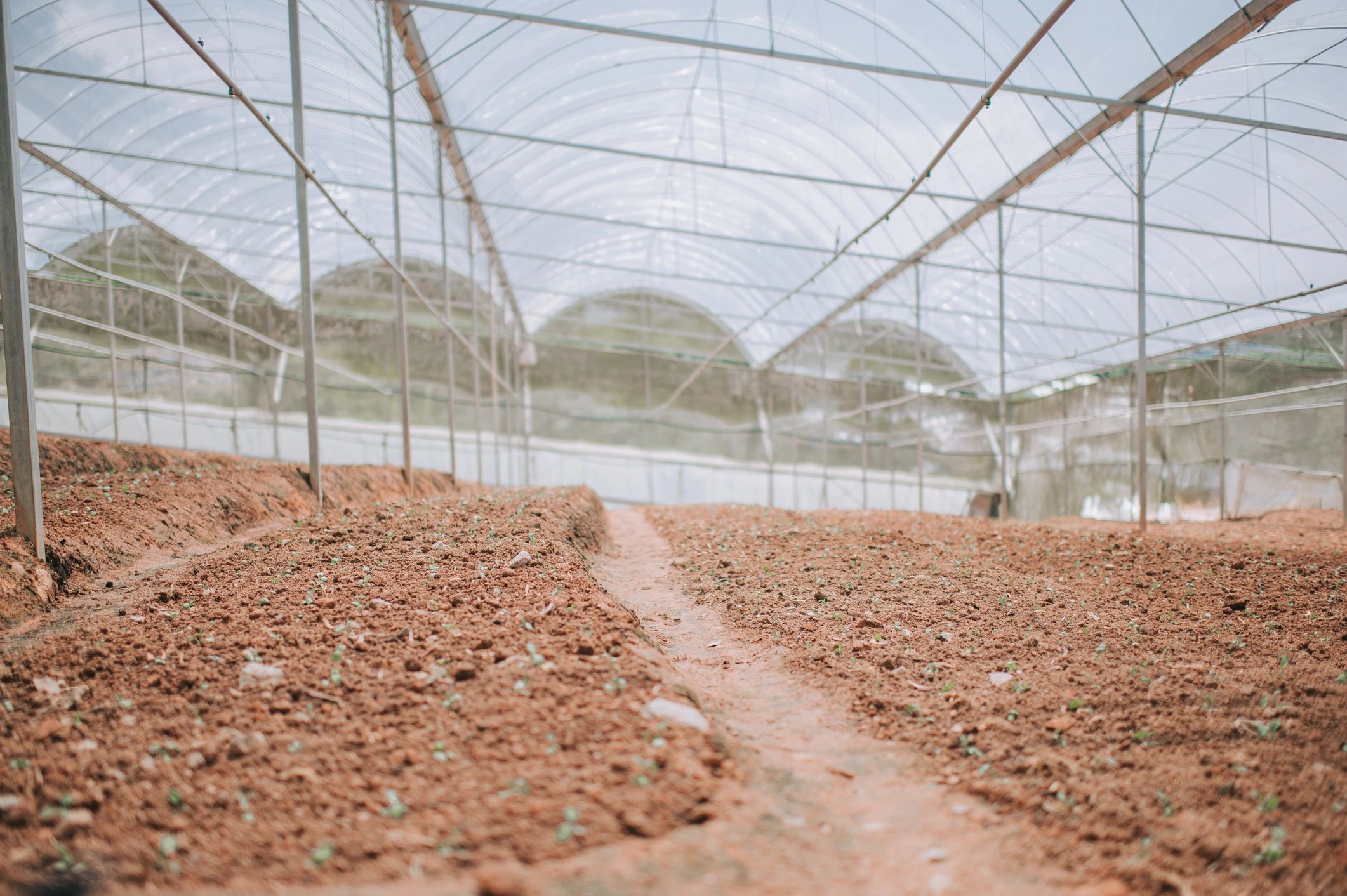 Seedlings being sown in a greenhouse field