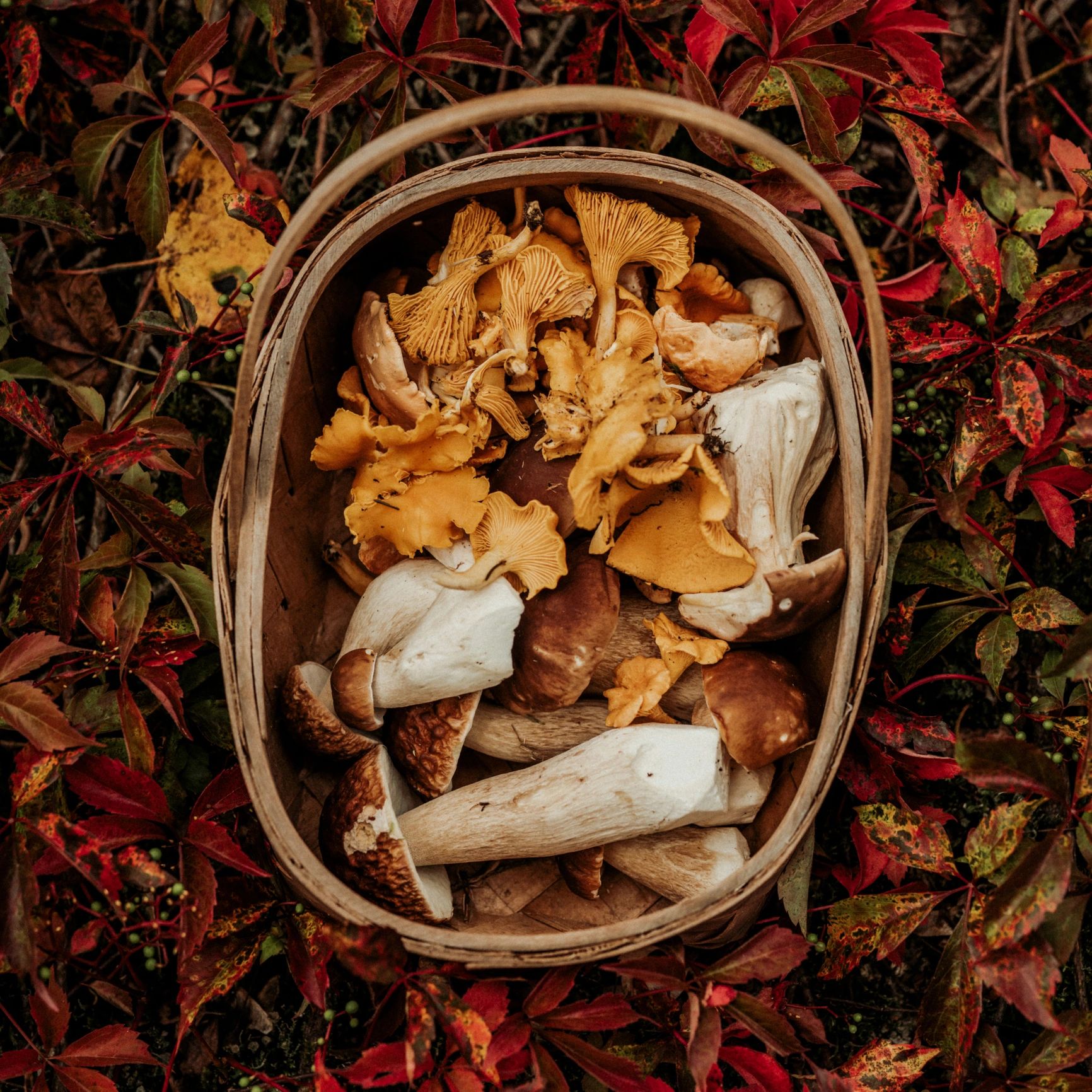 Basket of wild mushrooms on autumn leaves