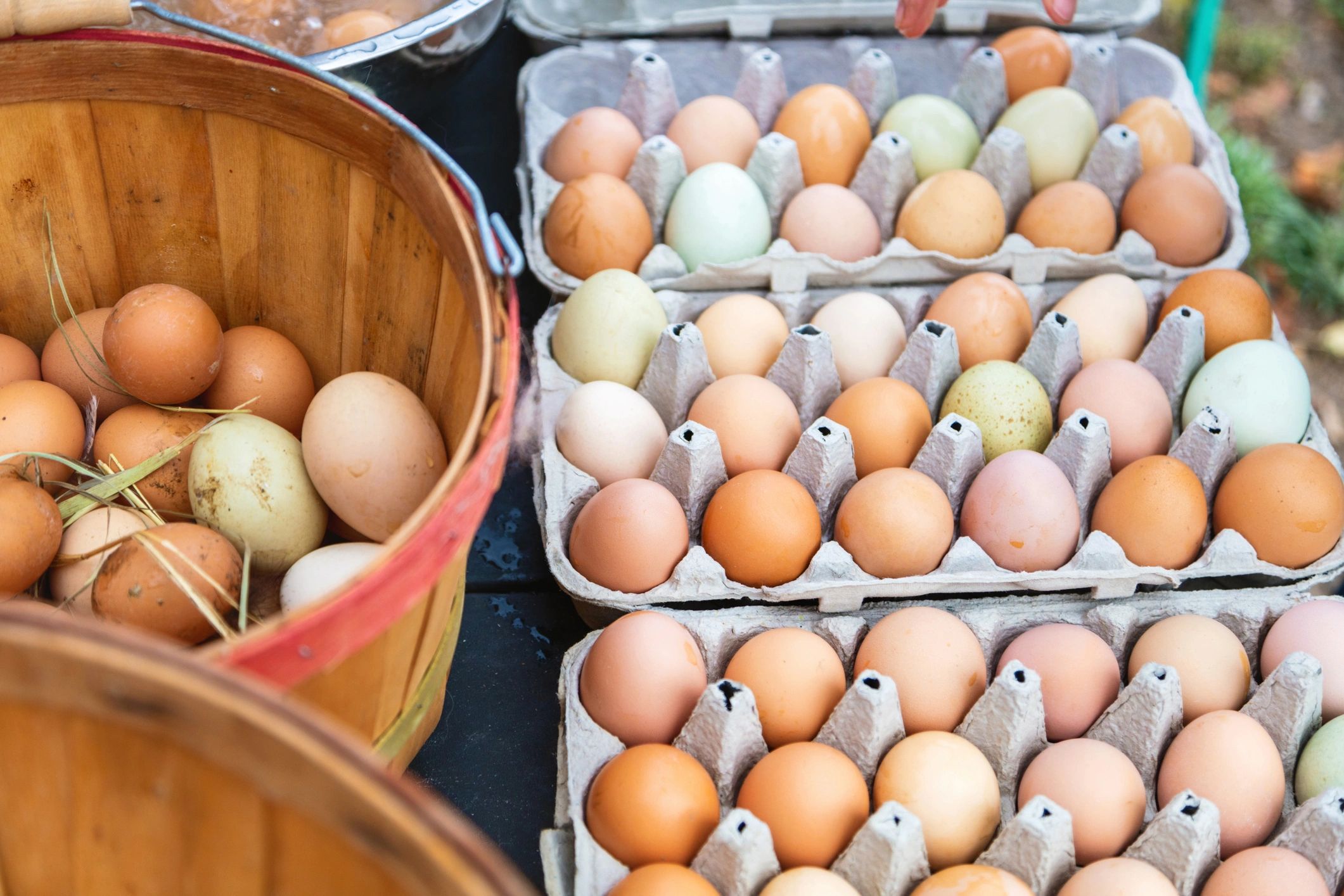 Farm fresh eggs in cartons