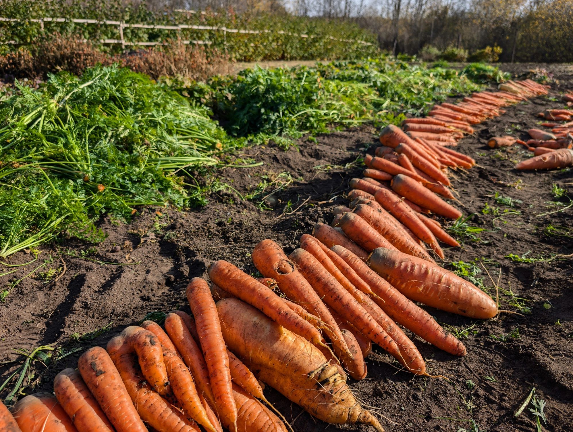 Rows of freshly harvested carrots on the ground