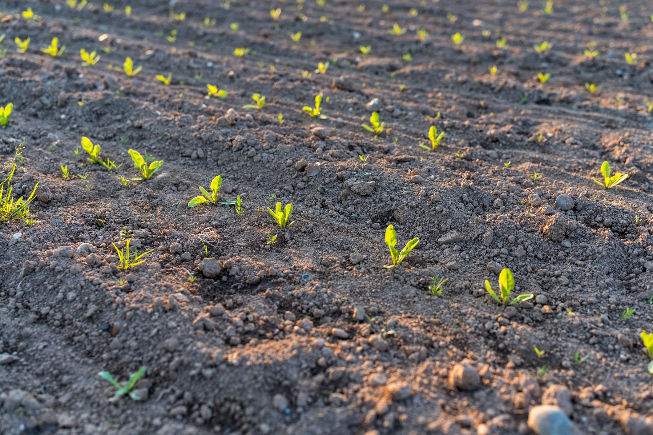 Seeded farm field at sunset