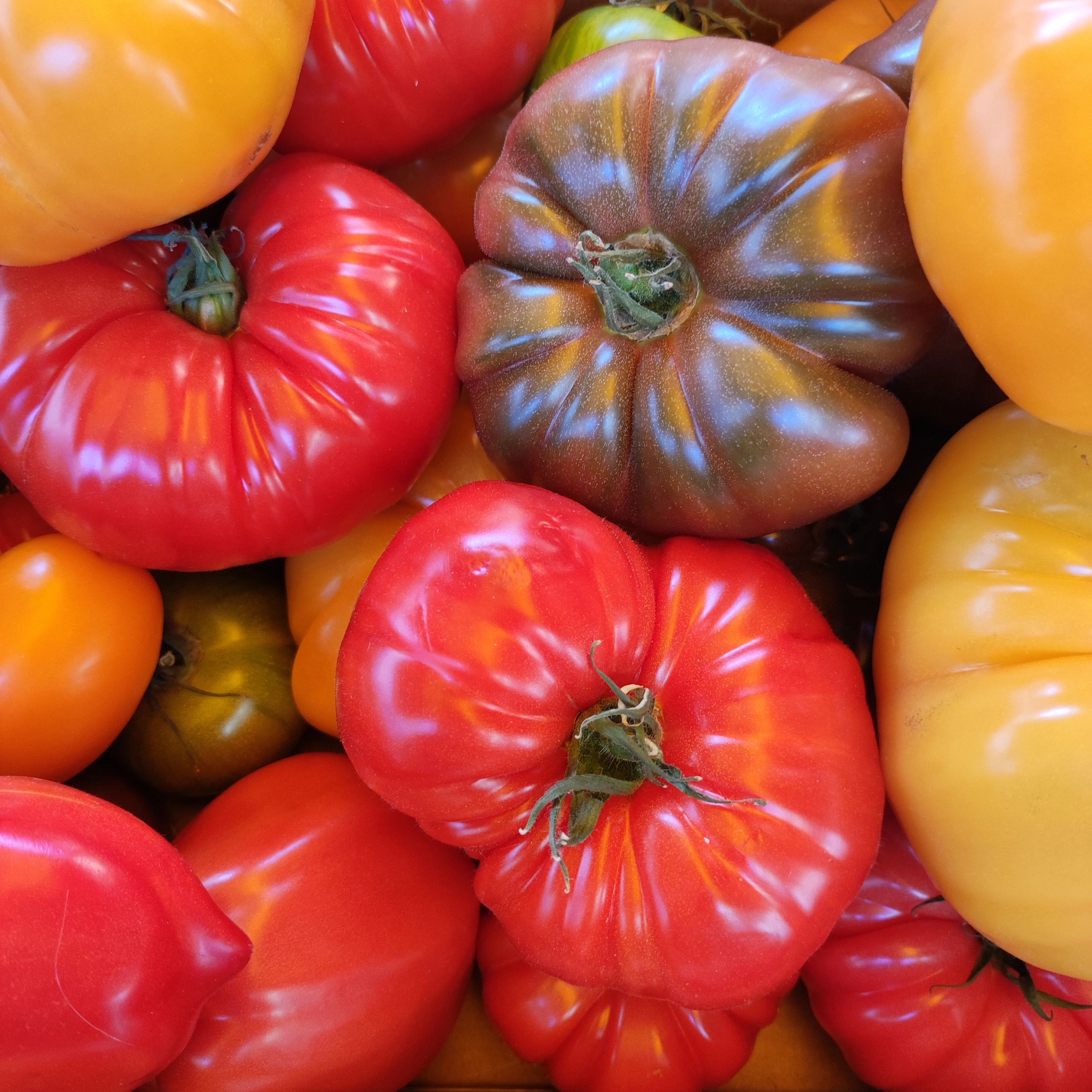 Red and yellow tomatoes at a market stand