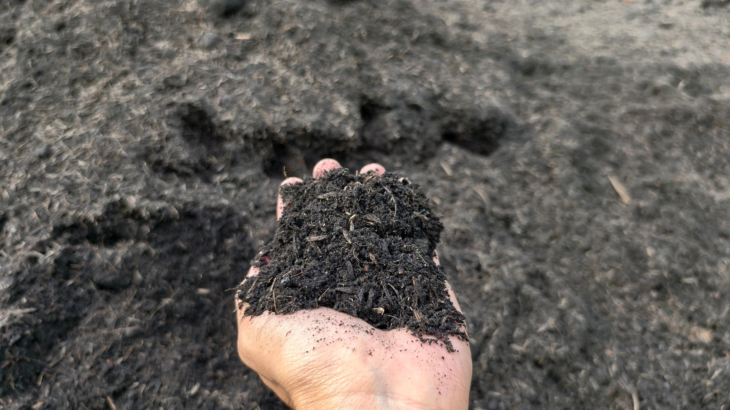 Hand holding rich, dark soil