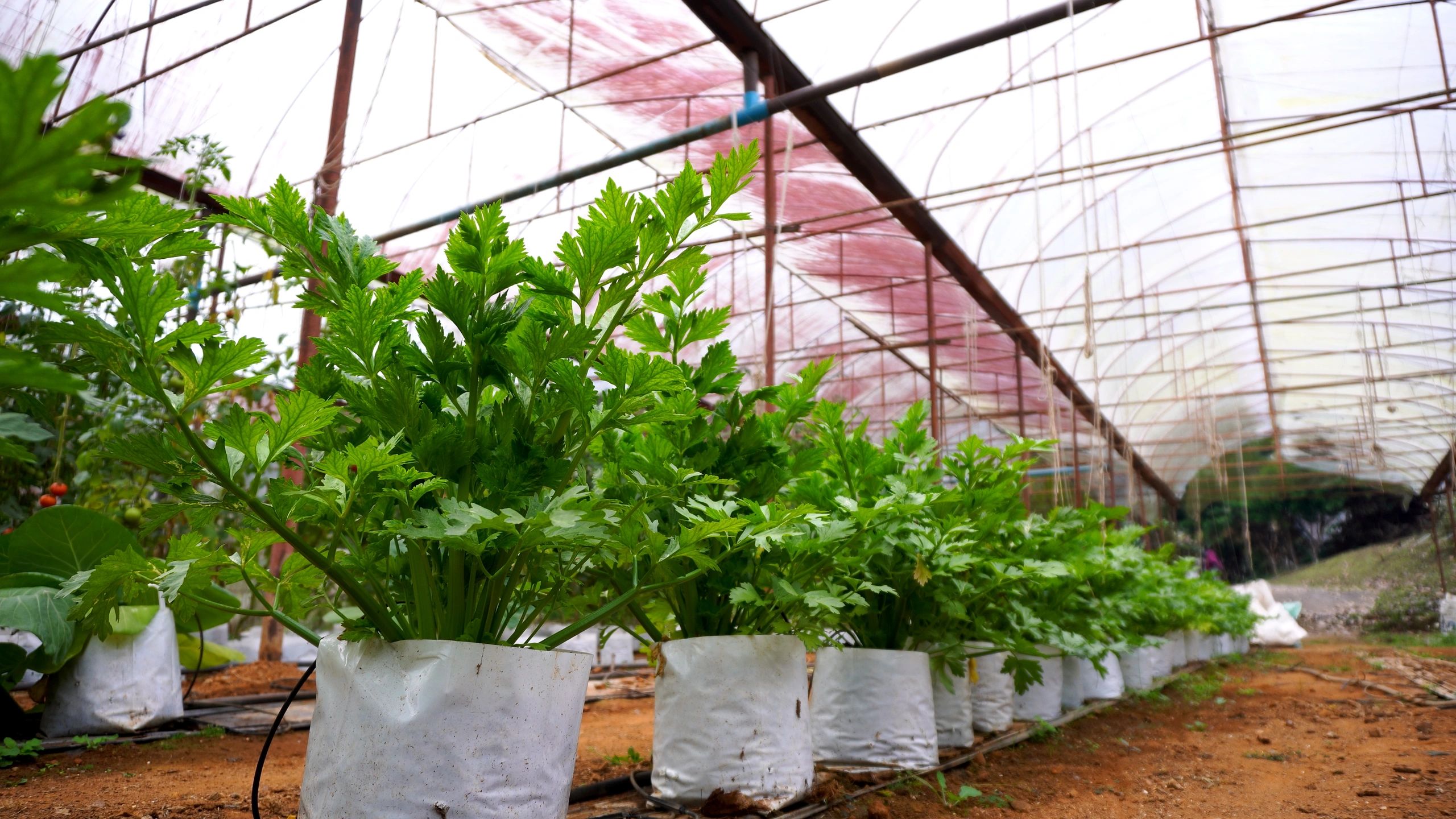 Green sustainable farm landscape